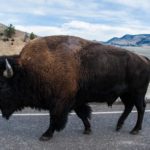 Puffing Bison