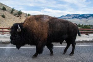 Puffing Bison