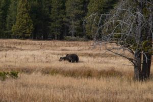 Grizzly & Cub