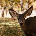 Big Ear Deer