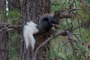 Kaibab Squirrel