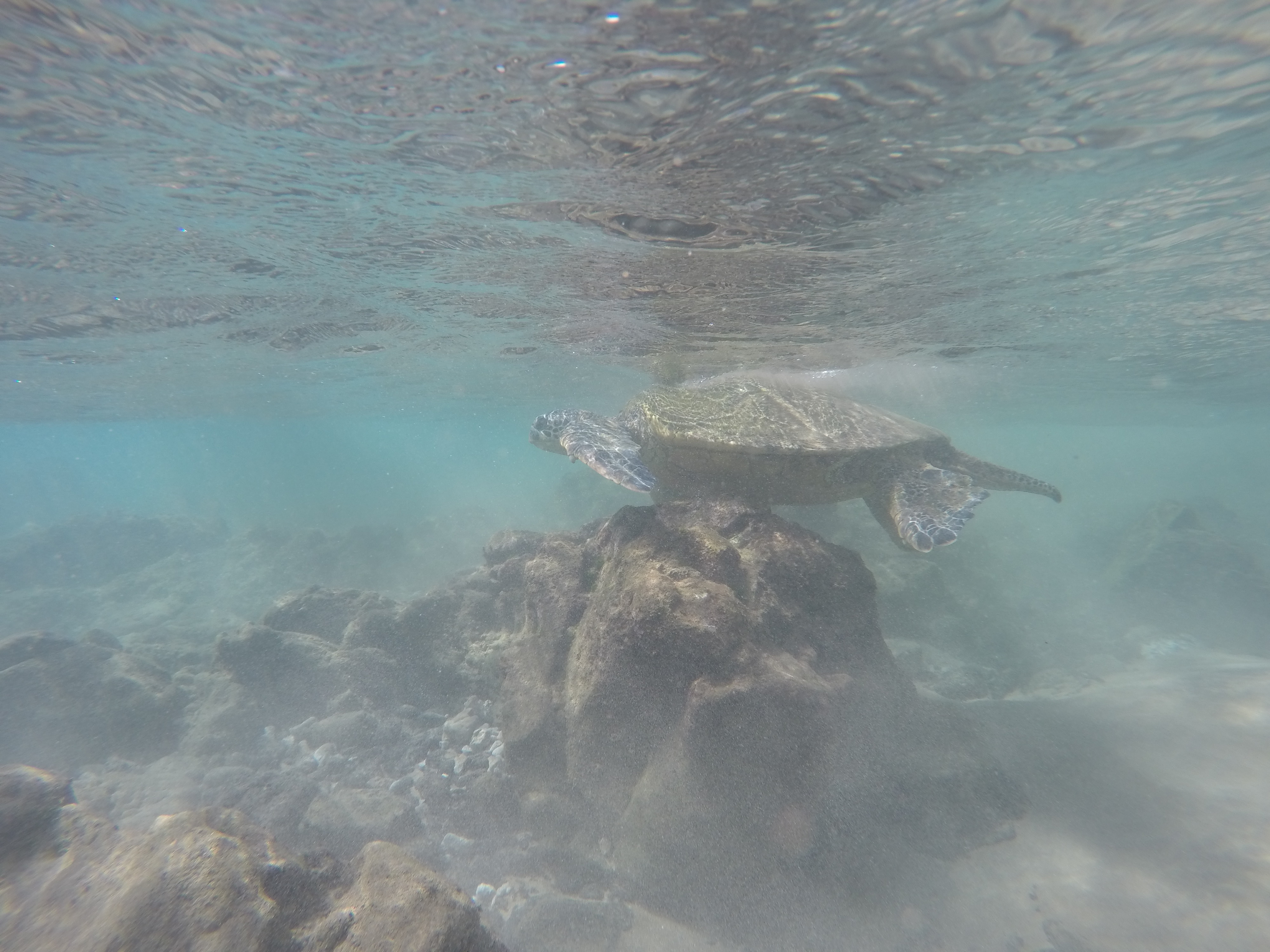 Underwater Turtle