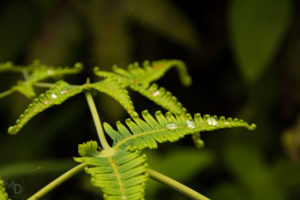 fern