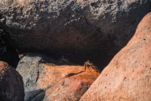 Crab on the Rock