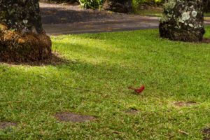Northern Cardinal