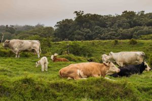 Cows in the Jungle